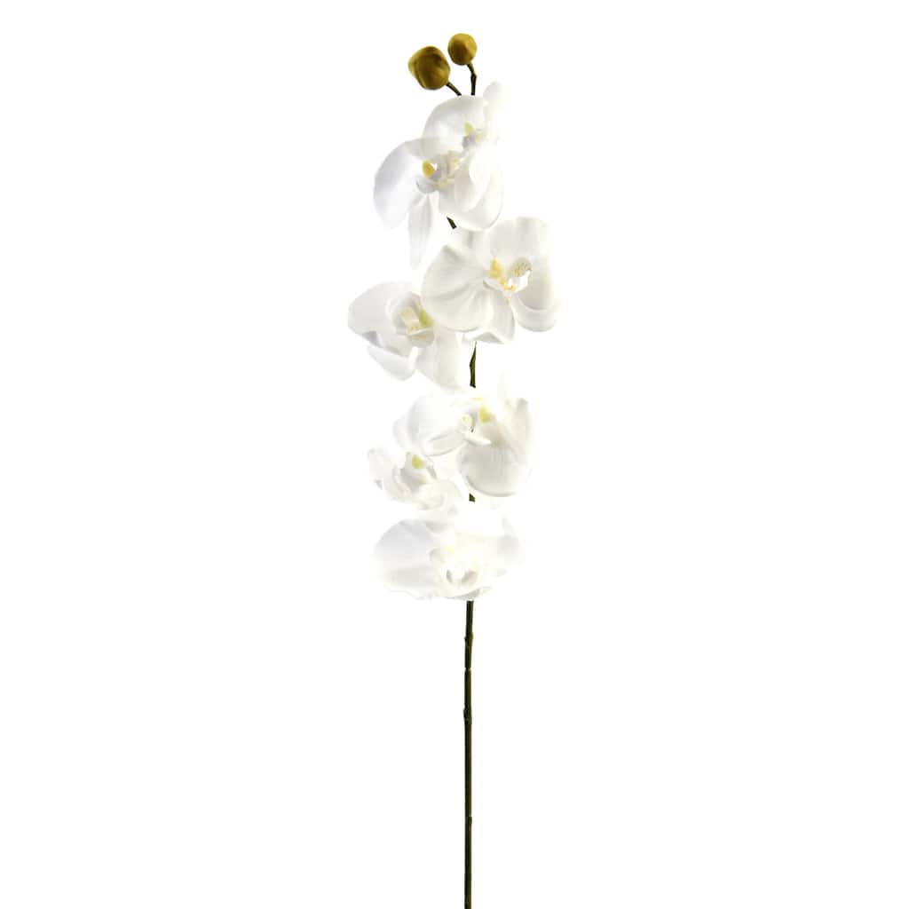 Phaleanopsis Orchid